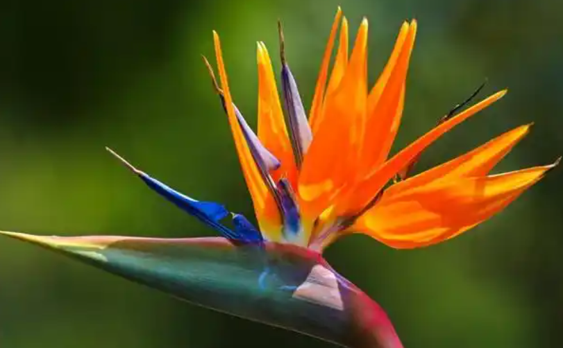 天堂鳥一顆能分幾株？新手分株技巧詳解